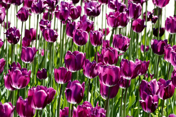 field of tulips