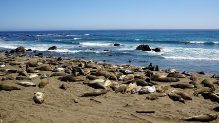 Wall Mural - A beach covered with a colony of elephant seals