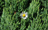 Fototapeta  - Stokrotka kwiatek na tle jałowca, zdjęcie makro