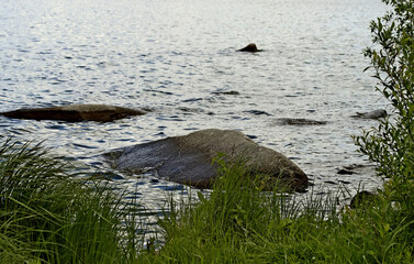 Canvas Print - duck on the water