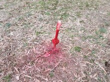 Spray Painted Red Model Rocket On Grass Or Lawn