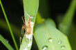 female lynx spider keeping its nest with eggs