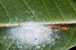 female weaver red ant-mimic spider and nest