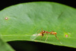 weaver red ant-mimic spider eating mosquito