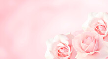 Banner With Three Pink Roses