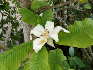 Canvas Print - Magnolia macrophylla | Grande fleur blanc crème ouverte au coeur pourpré du magnolia à grandes feuilles luxuriantes à l'extrêmité de rameaux