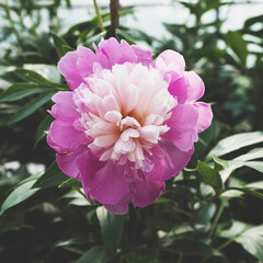 Sticker - Fresh purple and white peony flower in full bloom in greenhouse.