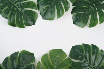  Frame of tropical leaves Monstera on white background a space for text. Top view, flat lay