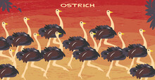 African Ostriches Run Over Beautiful Sunset, Flock Of Exotic Birds At Natural Habitat, Africa Landscape, Kenya Nature. Flat Vector Cartoon Illustration