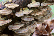 Large Layers Of Turkey Tail Bracket Fungus. Botanical Name Trametes Versicolor also Known As Coriolus Versicolor. 