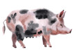 Handwork watercolor illustration of a pig