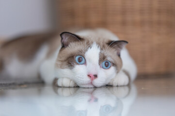 Close up portrait of a cat, domestic cat, kitty (selective focus)