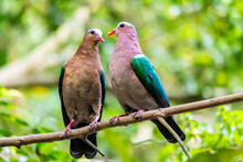 Pair Of Lover Common Emerald Dove Flirting On A Branch.