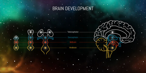 Wall Mural - Neuroscience infographic on space background. Human brain evolution from embyo to adult . Brain vesicles and anatomy structure cross section. Neurobiology scientific medical vector