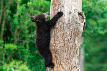 Wall Mural - Young American Black Bear climbing the tree