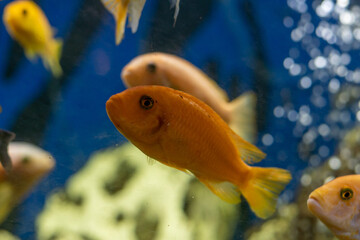 Wall Mural - Aquarium with cichlids fish from lake malawi