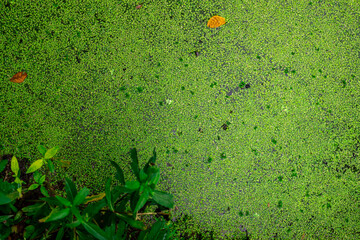 Top view of green fresh duckweed and dry leaves floating on water in pond. Protein plant for feed fish. Recirculating aquaculture system by duckweed. Duckweed grow-out pond. Green small plant in water