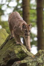 Cougar (Puma Concolor), Also Commonly Known As The Mountain Lion, Puma, Panther, Or Catamount. Is The Greatest Of Any Large Wild Terrestrial Mammal In The Western Hemisphere.