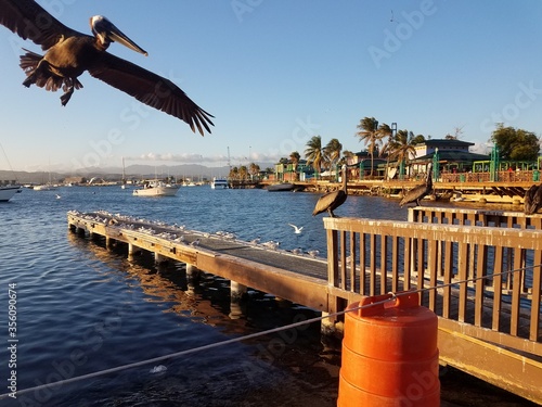 Fotomural pelicans and pier in La Guancha in Ponce, Puerto Rico