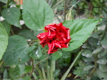 Red Hibiscus In The Garden