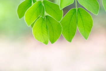 Green leaves on bokeh background, nature view of green leaf on blurred greenery background in garden, coppy space for text, green nature and ecology concept.