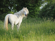 Grey Pony In Long Grass