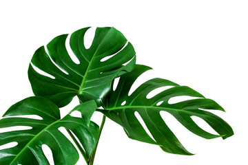  closeup beautiful Monstera leaf isolated on white background, Flat lay