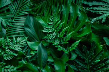 Fotobehang - closeup nature view of green monstera leaf and palms background. Flat lay, dark nature concept, tropical leaf
