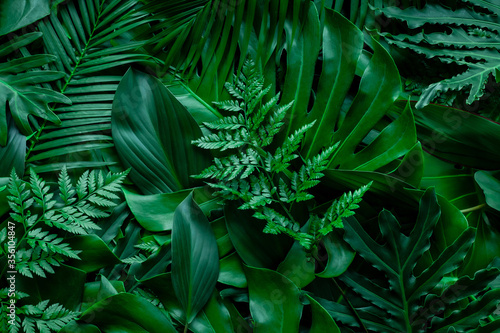 Fototapete - closeup nature view of green monstera leaf and palms background. Flat lay, dark nature concept, tropical leaf