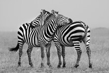 Zebras In Serengeti National Park Tanzania Africa