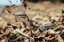 A Snake Creeps On The Ground. Snake In The Dry Leaves. Python Sheds.