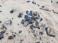 Mussel Shells And Sand And Sticks On Beach