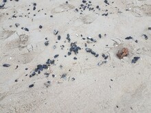 Mussel Shells And Sand And Debris On Beach