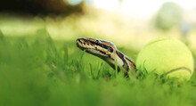 A Snake Lies On The Grass Next To A Tennis  Ball. Snake On The Grass. A Snake Crawls On The Grass.