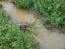Murky Muddy Water Or Creek With Green Plants In Wetland With Tipped Over Plant
