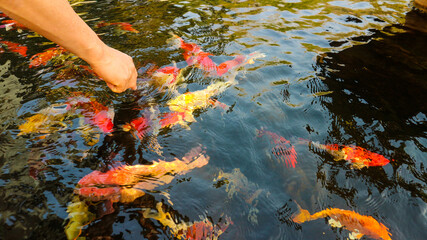 Wall Mural - Many colorful koi fish play in the pool and wait for the party. The concept of fighting for food Decorative fish for the park area