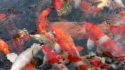 Wall Mural - Many colorful koi fish play in the pool and wait for the party. The concept of fighting for food Decorative fish for the park area