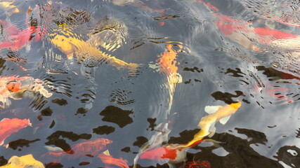 Wall Mural - Many colorful koi fish play in the pool and wait for the party. The concept of fighting for food Decorative fish for the park area