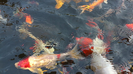 Wall Mural - Many colorful koi fish play in the pool and wait for the party. The concept of fighting for food Decorative fish for the park area