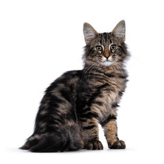 Naklejka na meble Cute young black tabby blotched Norwegian Forestcat kitten, sitting side ways. Looking with green / brown eyes towards camera. Isolated on white background.