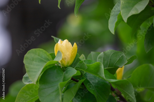 Yellow magnolias in the garden.