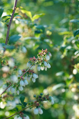 Wall Mural - Blooming blueberries on a sunny evening