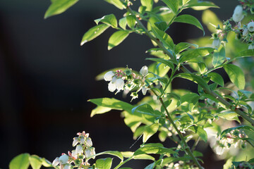 Wall Mural - Blooming blueberries on a sunny evening