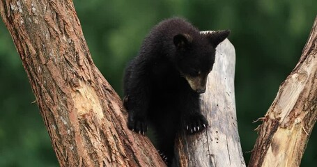 Wall Mural - Young American black bear climbs a tree trunk