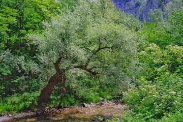 Karst landscape Sohodol Valley