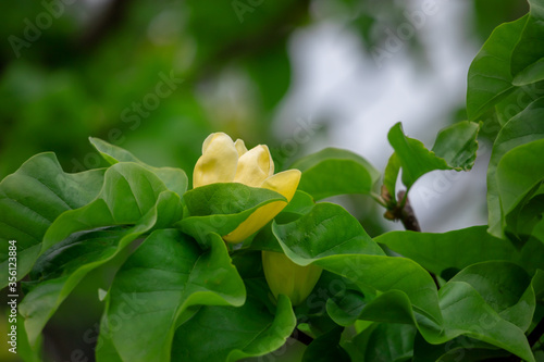 Yellow magnolias in the garden.