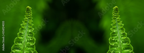 Panorama fern leaves on a green background.