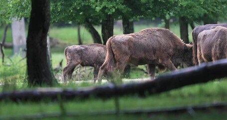 Wall Mural - European bison walking in the forest