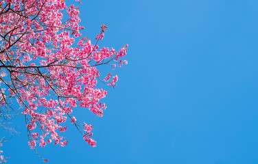 beautiful cherry blossom against bright blue sky background with copy space.