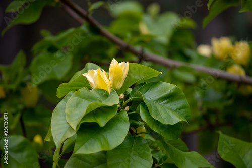 Yellow magnolias in the garden.
